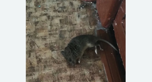 Дезинфекция от мышей в Северном Чертаново города Москвы