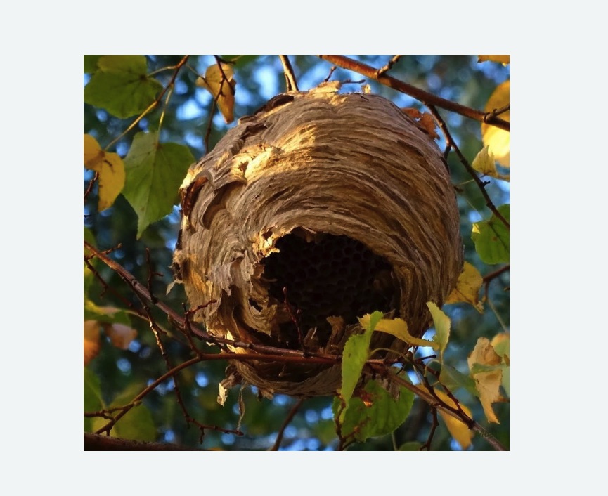 Обработка от шершней в Северном Чертаново города Москвы