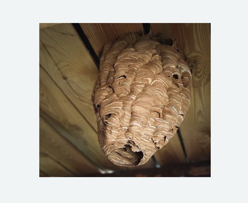 обработка от шершней в Северном Чертаново города Москвы