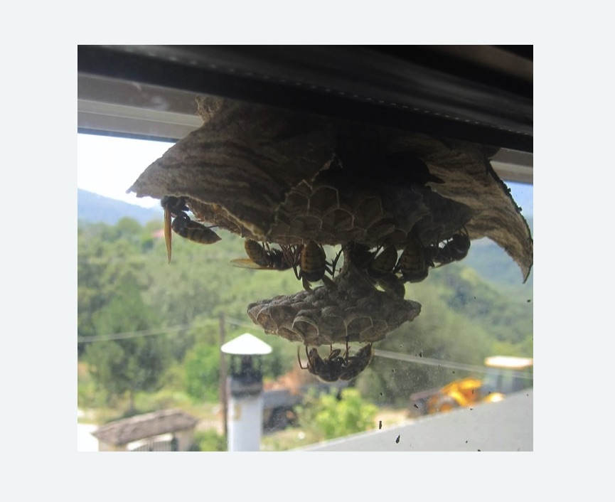 Уничтожение гнёзд шершней в Северном Чертаново города Москвы