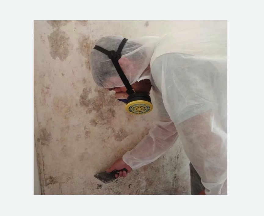 Обработка стен от плесени Обработка стен от плесени в Северном Чертаново города Москвы