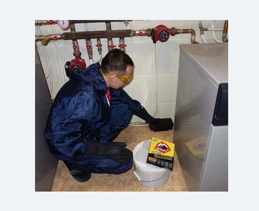 Уничтожение крыс Уничтожение крыс в Северном Чертаново города Москвы